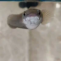 ماهی چانا رد مارو