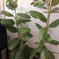 گل چرمی آپارتمانی