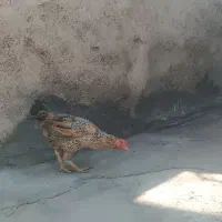 سه عدد مرغ تخم گذار جوان