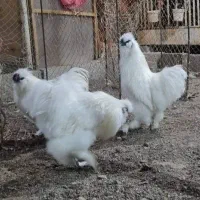 ابریشمی