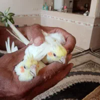 سه عدد جوجه لوتینو