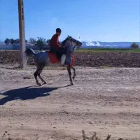 مادیان کردوپر خون