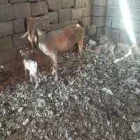 بز دوقلو|حیوانات مزرعه|بندرعباس, |دیوار