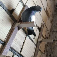 سینه سبز و سیاه دم سفید و دم سیاه