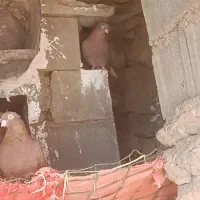 تعدادی کبوتر سرخ طوقی سرور پلاکی|پرنده|دهدشت, |دیوار