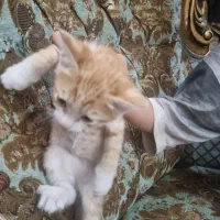 گربه|گربه|تهران, صاحب الزمان|دیوار