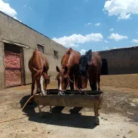 ازربایجان غربی پیرانشهر روستای سرین چاوه