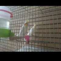 ۸عدد عروس|پرنده|برخوار, |دیوار