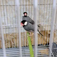 قناری .جفت فنچ نرگسی|پرنده|شیراز, تندگویان|دیوار