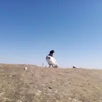دو عدد کبوتر ماده|پرنده|تربت‌حیدریه, بهشت عسکری|دیوار