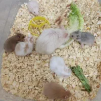 همستر سوری|موش و خرگوش|کرمانشاه, |دیوار