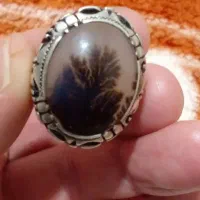 شجر تک درخت