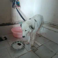 سگ هاسکی ساموید چش رنگی جوان
