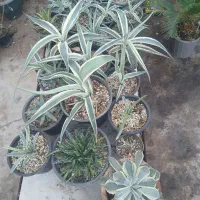 گل وگیاه|گل و گیاه طبیعی|مسجد سلیمان, |دیوار