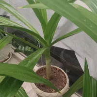 حراج گل سوسن گرمسیری|گل و گیاه طبیعی|اصفهان, قلعه طبره|دیوار