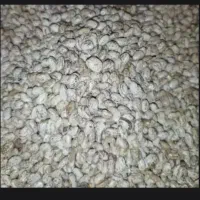 لوبیای ارتشی