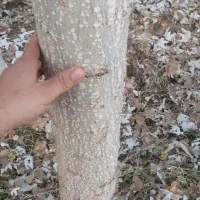 نهال صنوبرنیگرا اصل ترکیه وکبوده|خدمات باغبانی و درختکاری|قره ضیاالدین, |دیوار