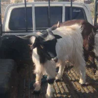 کهره نر|حیوانات مزرعه|جیرفت, |دیوار