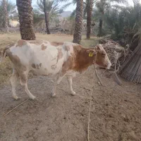 گاو شیری ‌آبستن