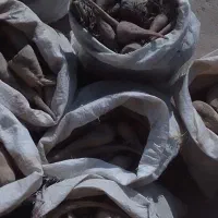 چغندر|خوردنی و آشامیدنی|قوچان, |دیوار