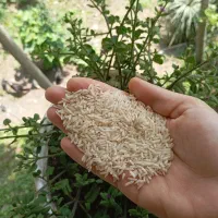 برنج زرد دم