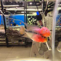 فلاور درجه یک|ماهی|فولادشهر, B4|دیوار