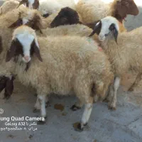 گوسفند نر|حیوانات مزرعه|کوزران, |دیوار