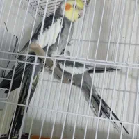 عروس هلندی جوجه|پرنده|بند زرک, |دیوار