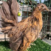 مرغ و خروس چاپنیز و مینیاتوری