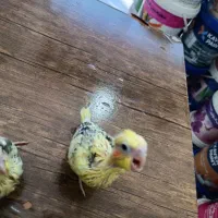 جوجه سرلاکی عروس هلندی|پرنده|ساری, |دیوار