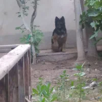 واگزاری|سگ|پیشوا, |دیوار