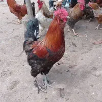 تخم مرغ نطفه دار. اصلاح شده گلپایگان|حیوانات مزرعه|اطاقور, |دیوار