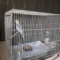 عروس با قفس بزرگ مفت|پرنده|مشهد, حجاب (شهرک غرب)|دیوار