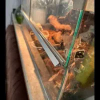 باکس ، آکواریوم ، همه مدل|ماهی|تهران, افسریه شمالی|دیوار