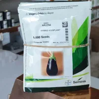 بذر خیار سمینیس اصل|خدمات باغبانی و درختکاری|اصفهان, بهارستان|دیوار