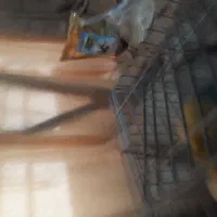 یک عدد قفس بزرگ ۹۰۰|لوازم جانبی حیوانات|قم, باغ کرباسی|دیوار