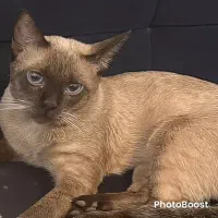 واگذاری سیامی