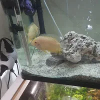 اکواریوم شیشه خم وماهی وچوب ابنوس