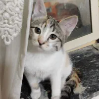 واگذاری گربه خونگی