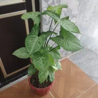 قیمت‌ها متفاوت|گل و گیاه طبیعی|جوانرود, |دیوار