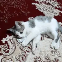 گربه گم شده درصفادشت|گربه|صفادشت, |دیوار