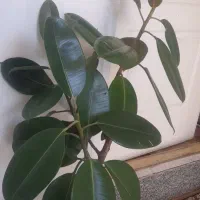 گل گوش فیلی سالم شاداب