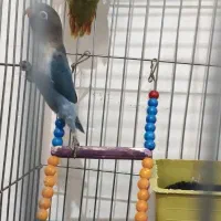 طوطی برزیلی