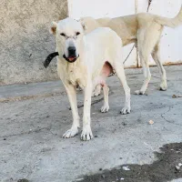 سگ ماده خراسانی|سگ|سمنان, |دیوار