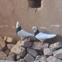 یک جفت کبوتر طوقی سالم