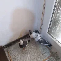 سه عدد کفتر پرشی خال ساعتی ملقی عتیقه|پرنده|فولادشهر, مسکن مهر فولادشهر|دیوار