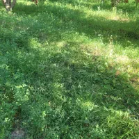 اجاره یونجه و علف زار برای چرای گوسفند ۶ هکتار|اجارهٔ دفتر صنعتی، کشاورزی، تجاری|مراغه, |دیوار