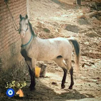 فروش اسب مادیان