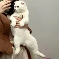 گربه اسکاتیش فولد|گربه|بیرجند, |دیوار