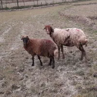 گوسفند دورگ با بره نر